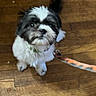 dog, puppy, small_dog, fluffy, black_and_white, shih_tzu, pet, animal, sitting, looking_up, face, eyes, tail, leash, wooden_floor, hardwood, indoors, home, portrait, cute