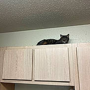 Mable joined the competition — help win amazing prizes! cat, tabby_cat, cabinet, wood_cabinet, ceiling, indoor, kitchen, wall, resting, sleepy, pet, furniture, high_perch, shelf, relaxed, tabby, whiskers, paws, portrait, home_interior