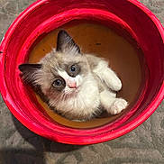 Mikki is registered to the contest to win money with this photo: animal, blue_eyes, cat, container, cozy, curious, cute, domestic, ears, feline, floor, fur, indoor, kitten, looking_up, paws, pet, red_bucket, small, whiskers