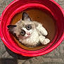 animal, blue_eyes, cat, container, cozy, curious, cute, domestic, ears, feline, floor, fur, indoor, kitten, looking_up, paws, pet, red_bucket, small, whiskers