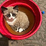 Mikki is registered to the contest to win money with this photo: animal, blue_eyes, bucket, cat, cozy, curious, cute, feline, floor, fluffy, fur, indoor, kitten, looking_up, pet, playful, red_bucket, sitting, small, toy
