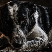 Hero joined the competition — help win amazing prizes! dog, black_and_white, portrait, close_up, resting, lying_down, curled_up, expressive_eyes, floppy_ears, short_fur, spotted_coat, pet, animal, indoor, dark_background, dramatic_lighting, cozy, calm, photography, muzzle