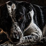 dog, black_and_white, portrait, close_up, resting, lying_down, curled_up, expressive_eyes, floppy_ears, short_fur, spotted_coat, pet, animal, indoor, dark_background, dramatic_lighting, cozy, calm, photography, muzzle