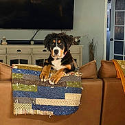 Hazel is registered to the contest to win money with this photo: animal, brown_leather, cabinet, couch, cozy, cute, decor, dog, door, furniture, home, indoor, living_room, patchwork, paws, pet, quilt, relaxed, television, window