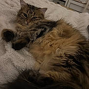 Sia participe au concours pour gagner de l'argent avec cette photo : cat, tabby, fluffy, fur, pet, animal, indoor, blanket, soft, relaxed, sleepy, cozy, furniture, bedroom, resting, cute, whiskers, tail, paw, domestic_cat