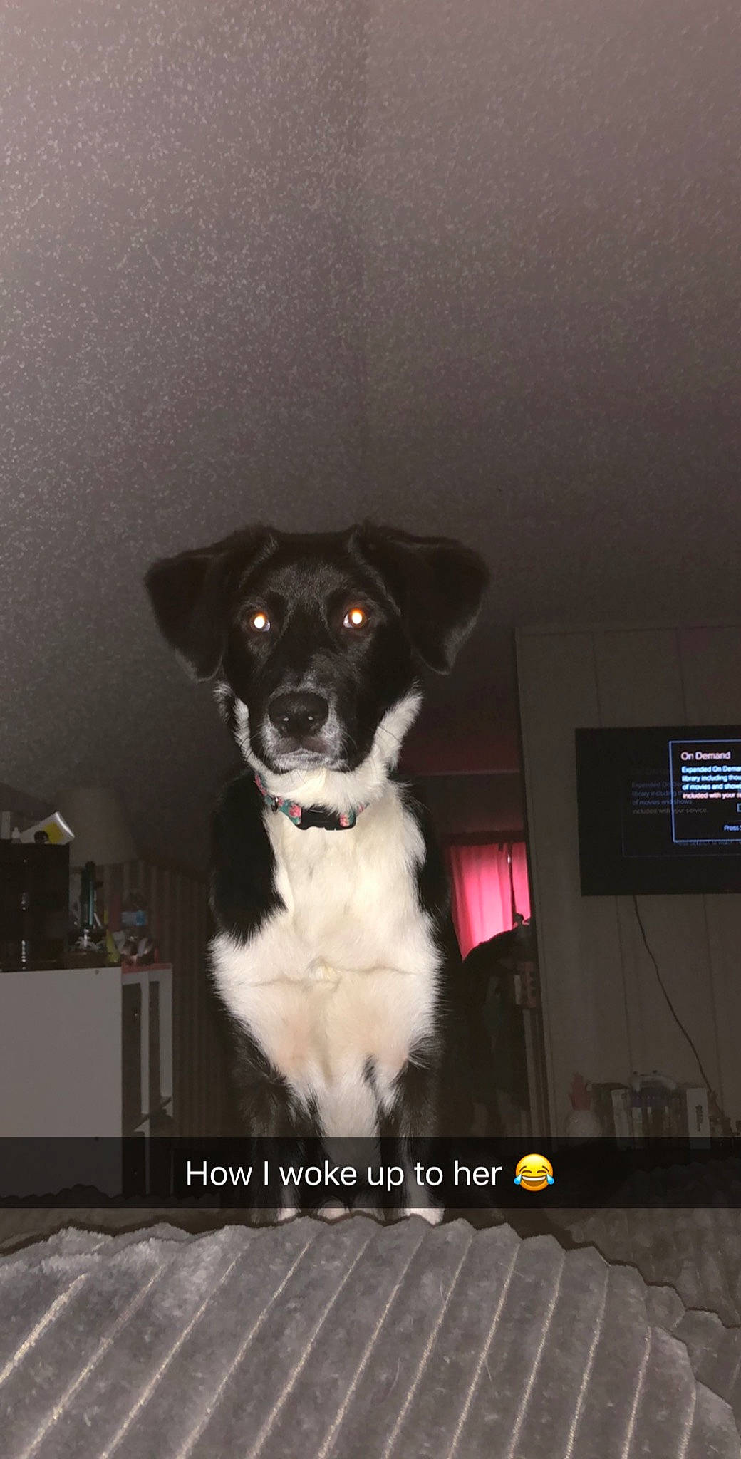 Winnie is registered to the contest to win money with this photo: borador, border_collie, canidae, carnivore, companion_dog, display_device, dog, dog_breed, flat_panel_display, fur, lcd_tv, led_backlit_lcd_display, multimedia, snout, sporting_group, television, television_set, working_animal, working_dog