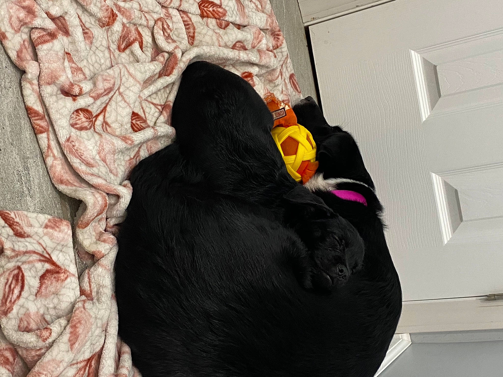 Winnie is registered to the contest to win money with this photo: carnivore, comfort, companion_dog, dog, dog_breed, working_animal, working_dog