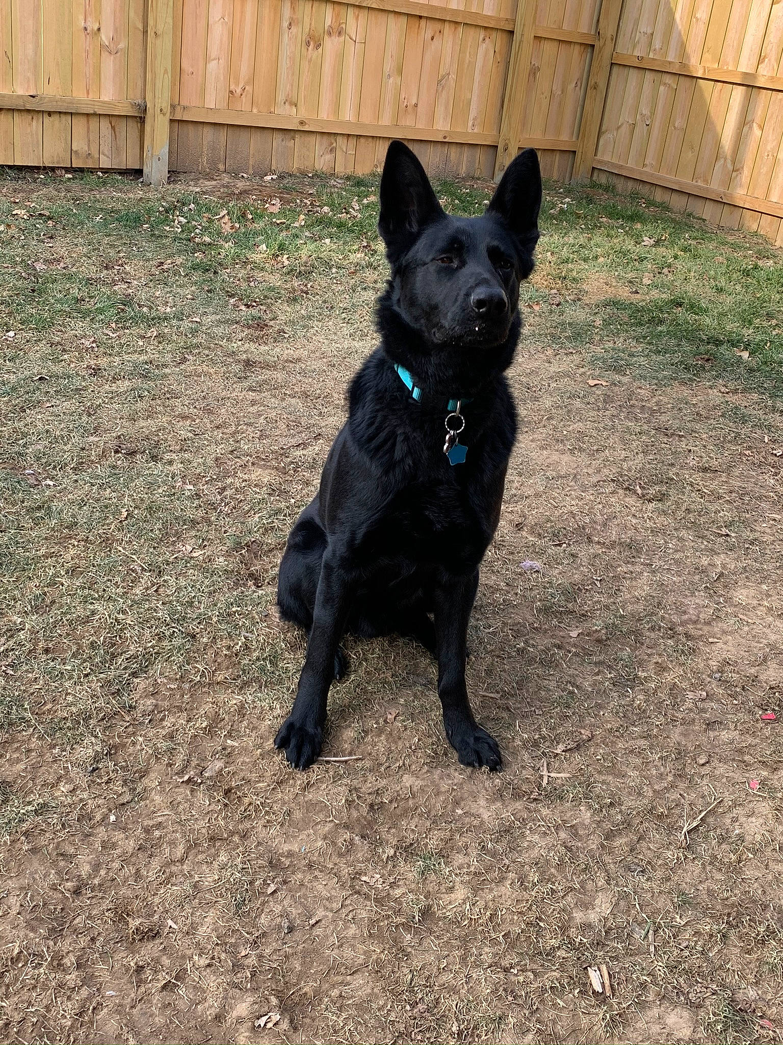 Wrigley joined the competition — help win amazing prizes! backyard, canidae, carnivore, collar, companion_dog, dog, dog_breed, dog_collar, fence, formosan_mountain_dog, guard_dog, home_fencing, mammal, non_sporting_group, pet_supply, snout, sporting_group, tail, working_animal, yard