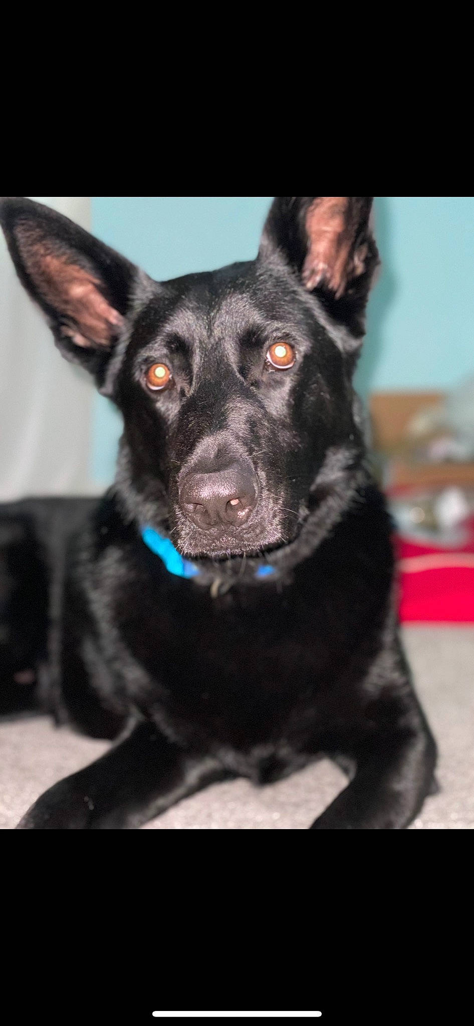 Wrigley is registered to the contest to win money with this photo: black, canidae, carnivore, collar, companion_dog, dog, dog_breed, formosan_mountain_dog, guard_dog, jaw, neck, organ, organism, snout, sporting_group, terrestrial_animal, vertebrate, whiskers, working_animal, working_dog