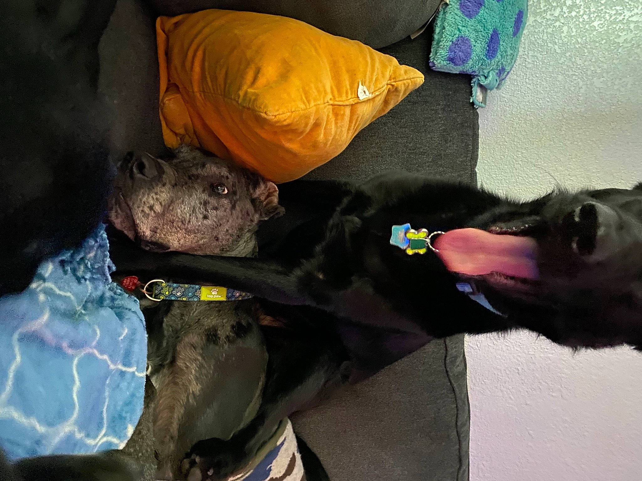 Wrigley is registered to the contest to win money with this photo: bean_bag, bin_bag, canidae, carnivore, collar, companion_dog, dog, dog_breed, dog_supply, dog_toy, fish, labrador_retriever, pet_supply, plastic_bag, snout, sporting_group, working_dog, world