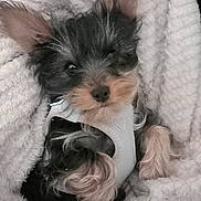 Oscar participe au concours pour gagner de l'argent avec cette photo : puppy, dog, small_dog, blanket, cozy, cute, fur, pet, sleepy, white_harness, texture, soft, resting, indoors, animal, adorable, fluffy, snuggle, young_dog, portrait