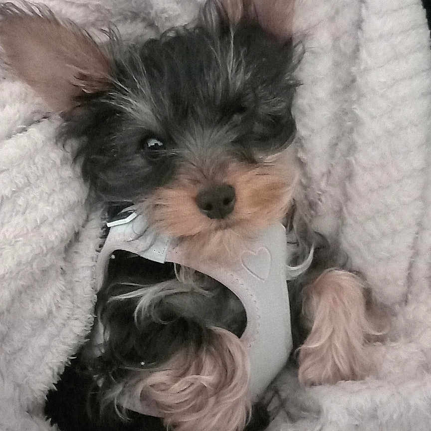 Oscar participe au concours pour gagner de l'argent avec cette photo : puppy, dog, small_dog, blanket, cozy, cute, fur, pet, sleepy, white_harness, texture, soft, resting, indoors, animal, adorable, fluffy, snuggle, young_dog, portrait