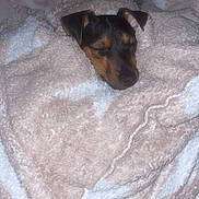 Pepsi joined the competition — help win amazing prizes! dog, blanket, sleeping, cozy, bed, fur, rest, snug, indoor, soft, cute, animal, pet, peaceful, brown, black, ears, nap, comfort, warm