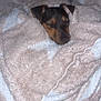 dog, blanket, sleeping, cozy, bed, fur, rest, snug, indoor, soft, cute, animal, pet, peaceful, brown, black, ears, nap, comfort, warm