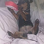 Pepsi is registered to the contest to win money with this photo: dog, small_dog, lying_down, blanket, white_blanket, toy_phone, paw, pet, indoor, cozy, relaxed, curious, animal, cute, sleeping_area, fur, ears, nail, collar, resting