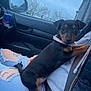 Pepsi is registered to the contest to win money with this photo: puppy, dog, car_interior, person, lap, ripped_jeans, hoodie, jacket, seatbelt, window, cloudy_sky, tree, pink_collar, black_dog, brown_dog, pet, indoor, side_mirror, seat, casual_clothing