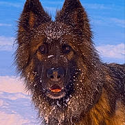 Durban joined the competition — help win amazing prizes! dog, german_shepherd, snow, outdoor, winter, fur, collar, pet, animal, canine, portrait, closeup, brown, black, fluffy, frozen, cold, nature, face, tag