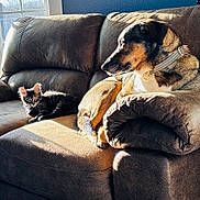 Jimmy joined the competition — help win amazing prizes! dog, kitten, cat, couch, sunlight, window, indoor, pet, animal, brown, collar, fur, relaxing, companion, cozy, furniture, looking, shadow, daylight, home