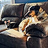 dog, kitten, cat, couch, sunlight, window, indoor, pet, animal, brown, collar, fur, relaxing, companion, cozy, furniture, looking, shadow, daylight, home