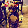 Jimmy is registered to the contest to win money with this photo: dog, indoor, wooden_floor, chair, table, carpet, digital_filter, reindeer_ears, reindeer_antlers, pet, cute, holiday, festive, animal, brown_dog, sitting, ears, antlers, floor, cozy