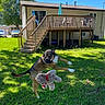 Jimmy joined the competition — help win amazing prizes! dog, toy, plush_toy, backyard, grass, deck, wooden_stairs, house, sunny, daylight, blue_sky, tree, shadows, playful, pet, outdoor, animal, leaping, greenery, fence