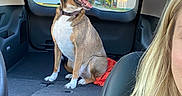 Jimmy is registered to the contest to win money with this photo: dog, car, window, person, blonde_hair, seat, interior, sunroof, daylight, looking, tongue_out, happy, backseat, collar, road, trees, building, casual, travel, pet