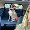 dog, car, window, person, blonde_hair, seat, interior, sunroof, daylight, looking, tongue_out, happy, backseat, collar, road, trees, building, casual, travel, pet