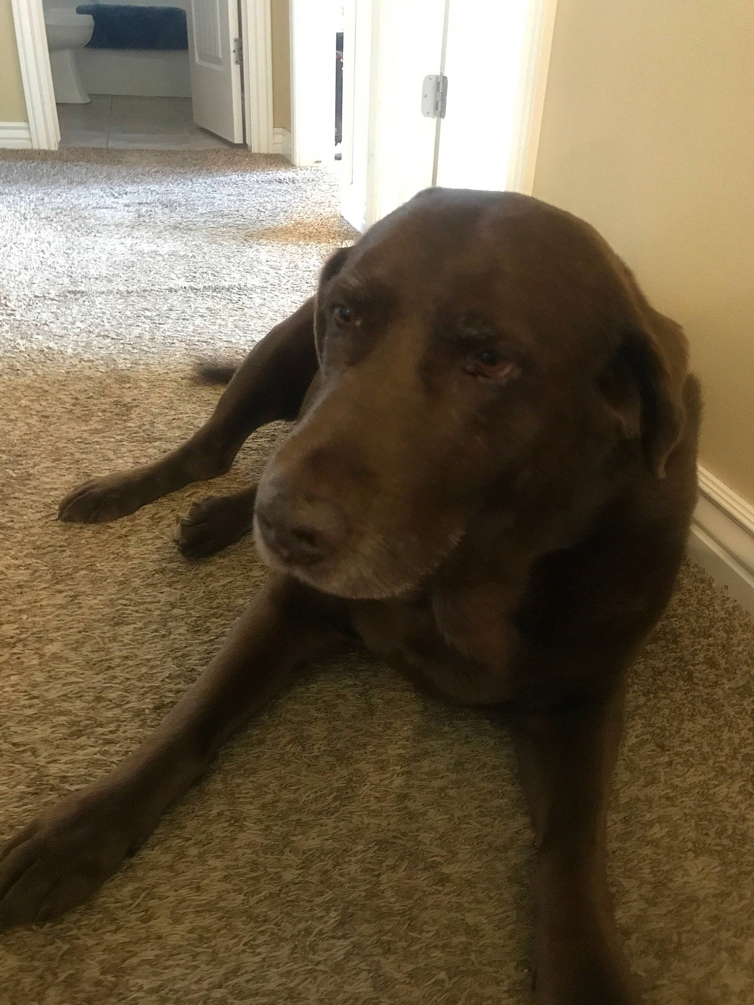 Coco joined the competition — help win amazing prizes! beagador, borador, canidae, carnivore, dog, dog_breed, fawn, floor, flooring, labrador_retriever, liver, nose, pointing_breed, retriever, snout, sporting_group, tail, weimaraner