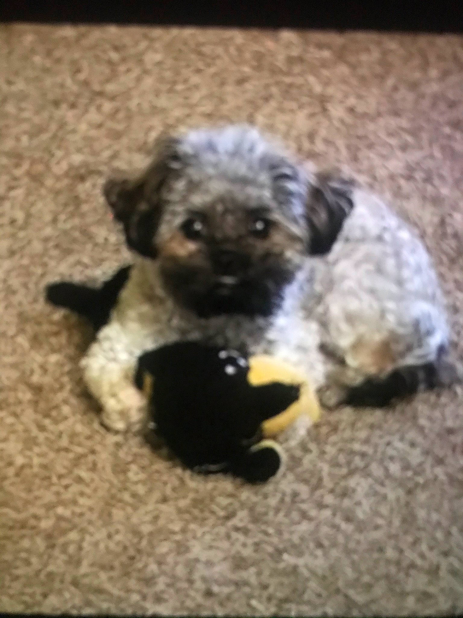 Rockey joined the competition — help win amazing prizes! bolonka, canidae, carnivore, cavapoo, cockapoo, dog, dog_breed, havanese, lagotto_romagnolo, maltepoo, mammal, miniature_poodle, poodle_crossbreed, puppy, schnoodle, shih_poo, shih_tzu, spanish_water_dog, toy_poodle, vertebrate