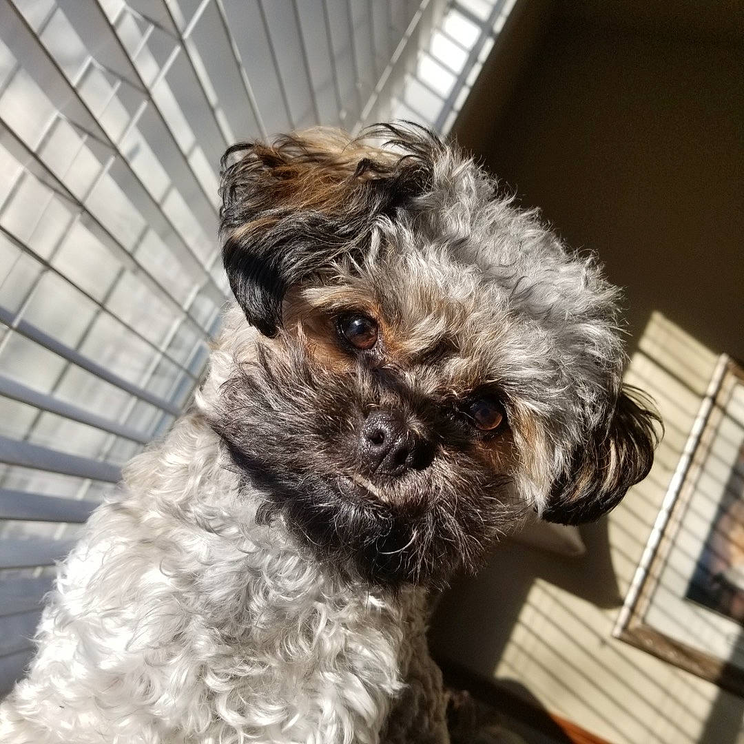 Rockey joined the competition — help win amazing prizes! affenpinscher, bolonka, cairn_terrier, canidae, carnivore, companion_dog, dog, dog_breed, maltepoo, mammal, morkie, poodle_crossbreed, puppy, schnoodle, shih_poo, shih_tzu, snout, sporting_group, terrier, yorkipoo