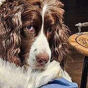 Harrison joined the competition — help win amazing prizes! animal, blanket, blue_blanket, brown_fur, close_up, companion, curly_fur, dog, domestic, eyes, fur, indoor, pet, portrait, relaxed, resting, snout, table, white_fur, wooden_table