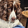animal, blanket, blue_blanket, brown_fur, close_up, companion, curly_fur, dog, domestic, eyes, fur, indoor, pet, portrait, relaxed, resting, snout, table, white_fur, wooden_table