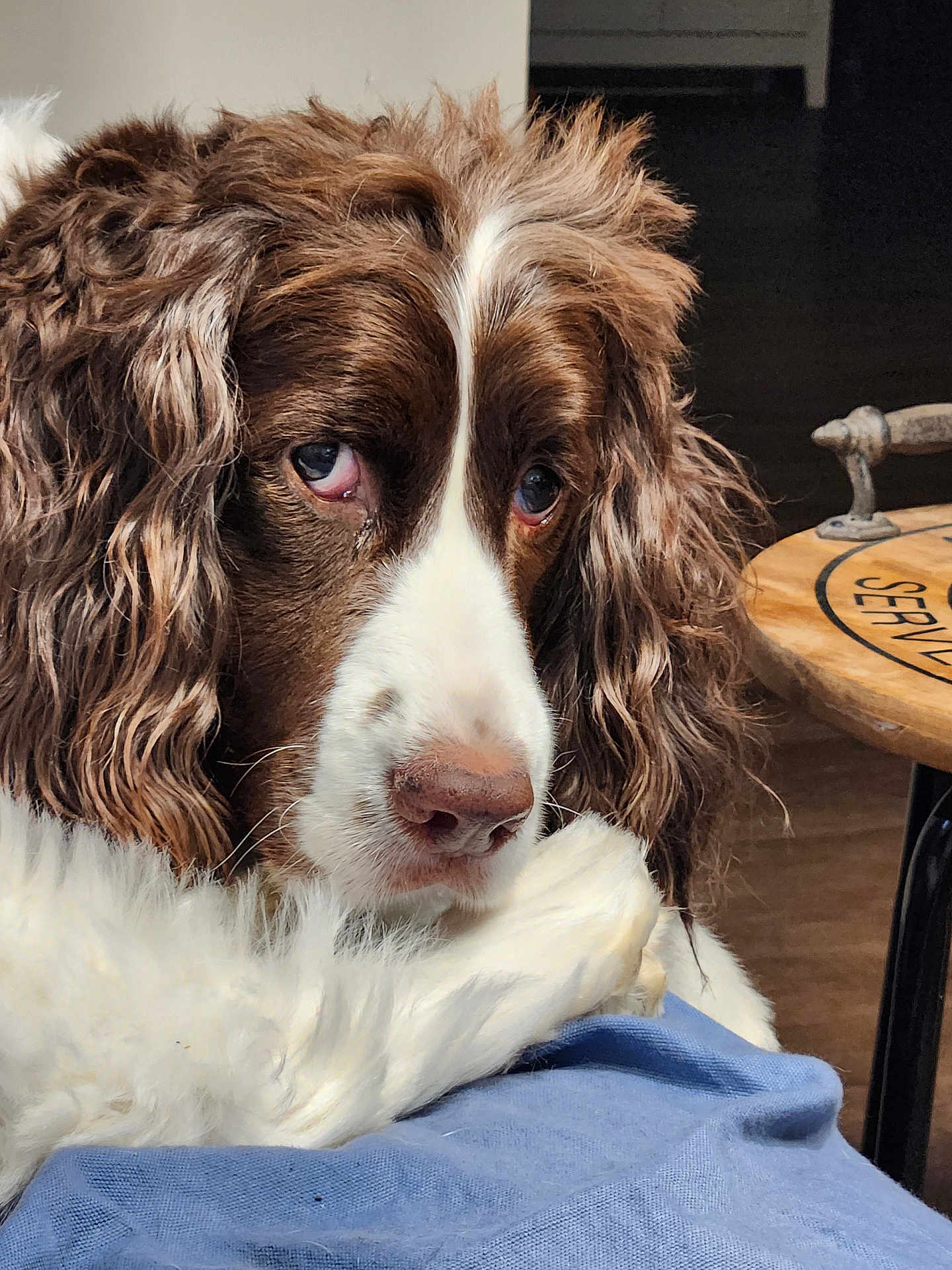 Harrison joined the competition — help win amazing prizes! animal, blanket, blue_blanket, brown_fur, close_up, companion, curly_fur, dog, domestic, eyes, fur, indoor, pet, portrait, relaxed, resting, snout, table, white_fur, wooden_table