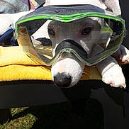 Oxy a rejoint le concours — aidez-le/la à gagner de superbes lots ! dog, puppy, white_dog, goggles, protective_eyewear, outdoor, sunlight, yellow_towel, black_chair, grass, close_up, portrait, animal, pet, nose, ears, paws, lying_down, funny, adventure