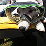 dog, puppy, white_dog, goggles, protective_eyewear, outdoor, sunlight, yellow_towel, black_chair, grass, close_up, portrait, animal, pet, nose, ears, paws, lying_down, funny, adventure