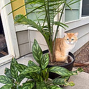 Kai joined the competition — help win amazing prizes! cat, plant, pot, greenery, leaf, porch, house, sidewalk, orange_cat, white_cat, outdoor, pet, curious, nature, garden, domestic_animal, feline, sitting, closeup, background
