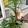 cat, plant, pot, greenery, leaf, porch, house, sidewalk, orange_cat, white_cat, outdoor, pet, curious, nature, garden, domestic_animal, feline, sitting, closeup, background