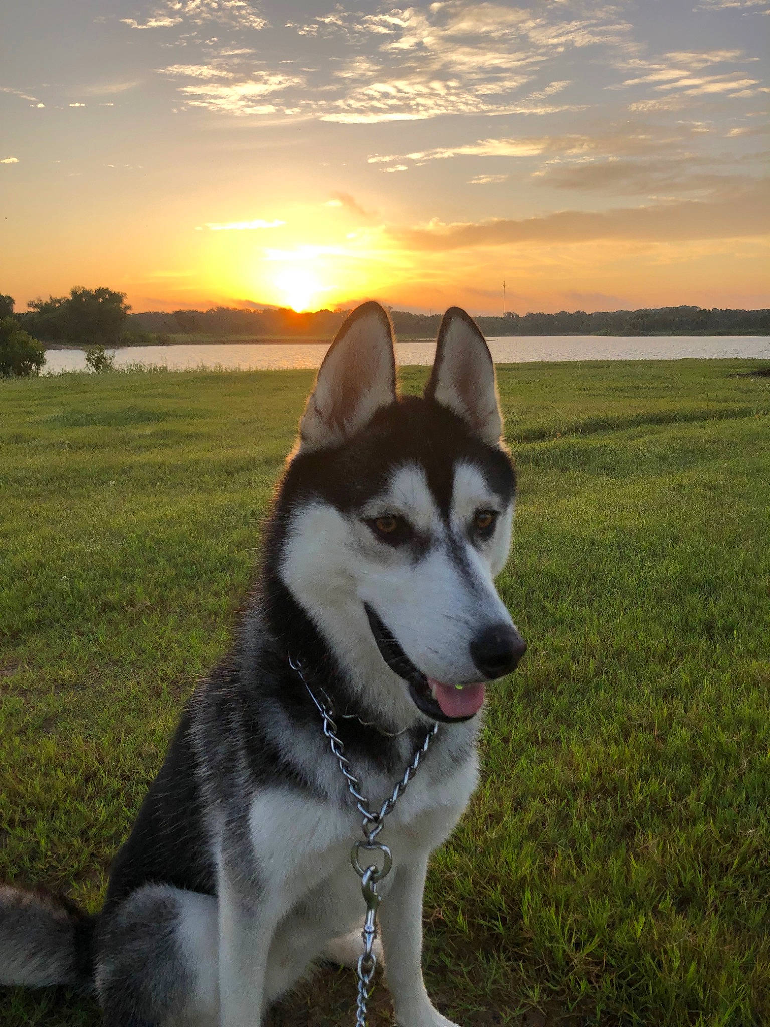 Bosco is registered to the contest to win money with this photo: canidae, carnivore, cloud, companion_dog, dog, dog_breed, evening, grass, horizon, landscape, plant, siberian_husky, sky, sled_dog, snout, sporting_group, sunrise, sunset, tree, working_animal
