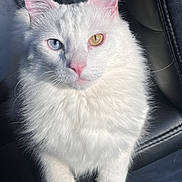 Mochi is registered to the contest to win money with this photo: amber_eye, blue_eye, close_up, cute, feline, fluffy, heterochromia, high_detail, indoor, leather_seat, long_fur, paws, pet, pink_nose, pointed_ears, portrait, sitting, sunlight, whiskers, white_cat