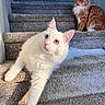 carpet, cat, close_up, curious, domestic_animal, eye_contact, feline, fur, heterochromia, indoor, laying, orange_cat, paw, pet, portrait, sitting, staircase, stairs, whiskers, white_cat