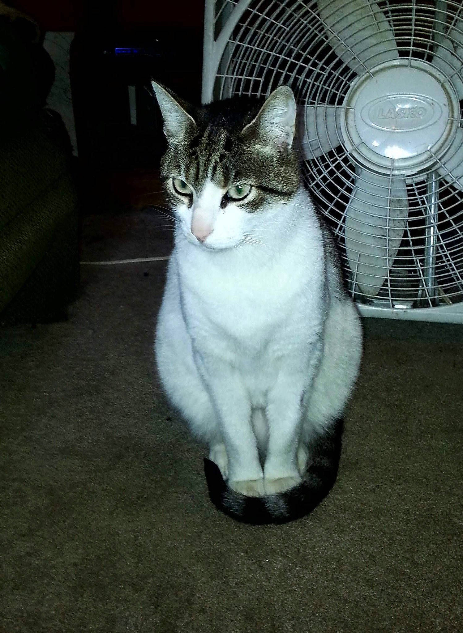 Bello is registered to the contest to win money with this photo: box, carnivore, cat, comfort, couch, domestic_short_haired_cat, door, felidae, fur, grey, home_appliance, mechanical_fan, mesh, metal, paw, small_to_medium_sized_cats, snout, tail, whiskers