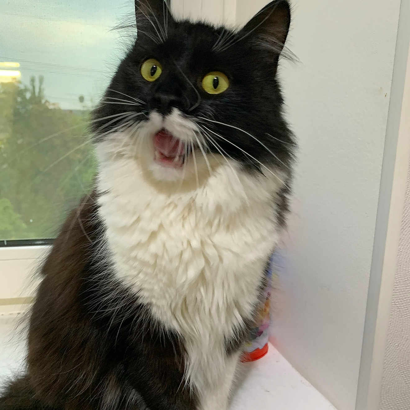 Bysia is registered to the contest to win money with this photo: abyssinian, angora, animal, blackcat, bodypart, cat, door, face, head, kitten, manx, mouth, person, pet, photography, plant, portrait, pottedplant, teeth, tongue