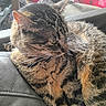 Saute is registered to the contest to win money with this photo: cat, tabby_cat, pet, animal, fur, whiskers, ears, couch, leather, indoor, resting, closeup, side_view, domestic_animal, feline, household, cozy, relaxed, striped, background