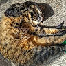 Saute is registered to the contest to win money with this photo: cat, tabby, pet, animal, feline, sleeping, stretching, sunlight, carpet, indoor, fur, whiskers, relaxing, cozy, nap, paw, striped, cute, domestic, resting