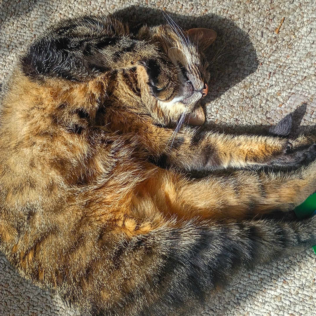 Saute is registered to the contest to win money with this photo: cat, tabby, pet, animal, feline, sleeping, stretching, sunlight, carpet, indoor, fur, whiskers, relaxing, cozy, nap, paw, striped, cute, domestic, resting