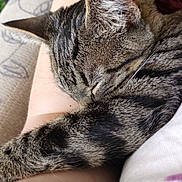 Saute is registered to the contest to win money with this photo: cat, tabby_cat, sleeping, fur, close_up, pet, animal, resting, indoor, couch, pattern, striped, whiskers, paw, fur_texture, comfort, relaxation, lap, domestic, cute