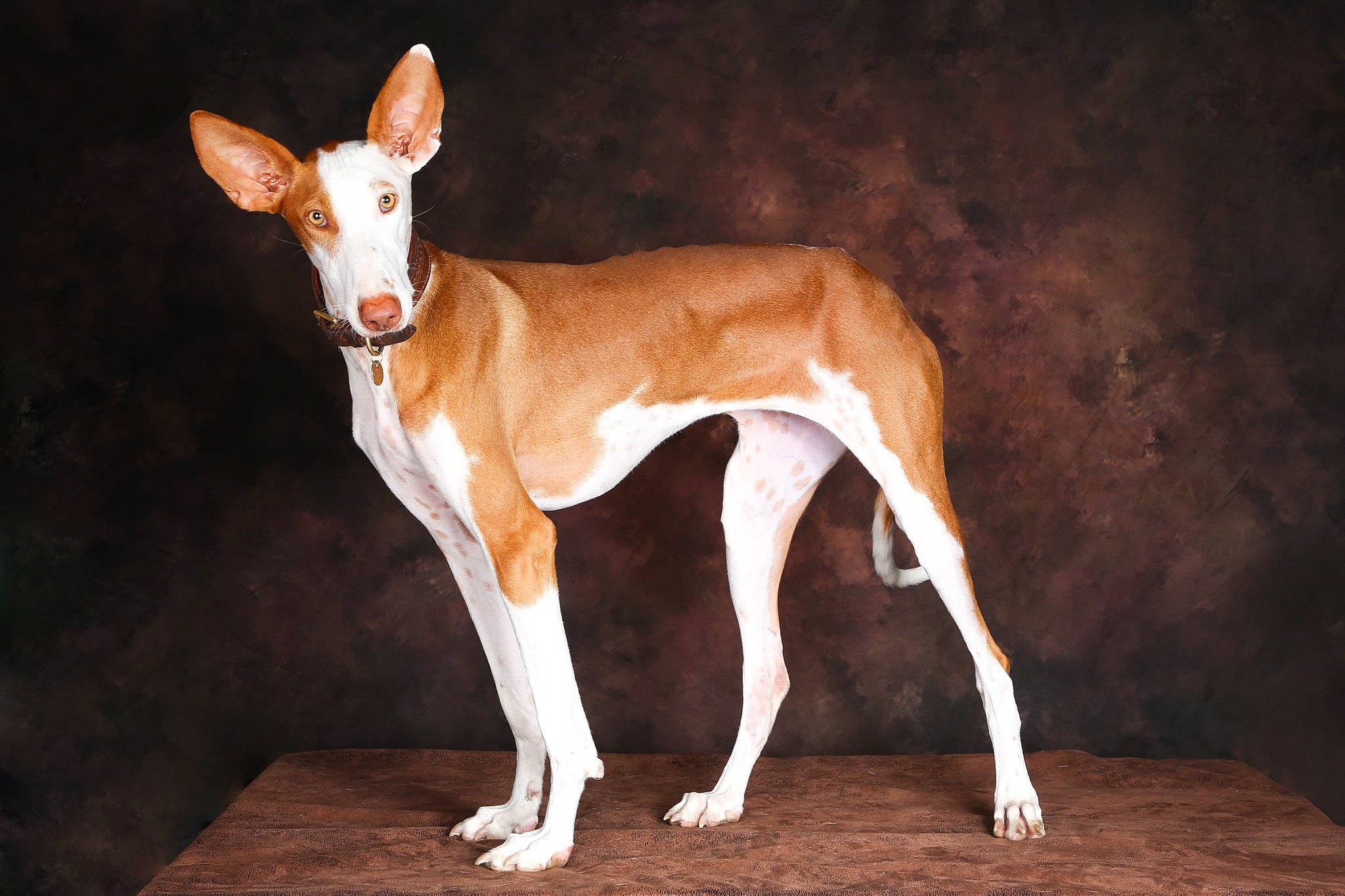 Isis a rejoint le concours — aidez-le/la à gagner de superbes lots ! canidae, carnivore, dog, dog_breed, fawn, hunting_dog, sighthound, snout, tail, terrestrial_animal, wildlife