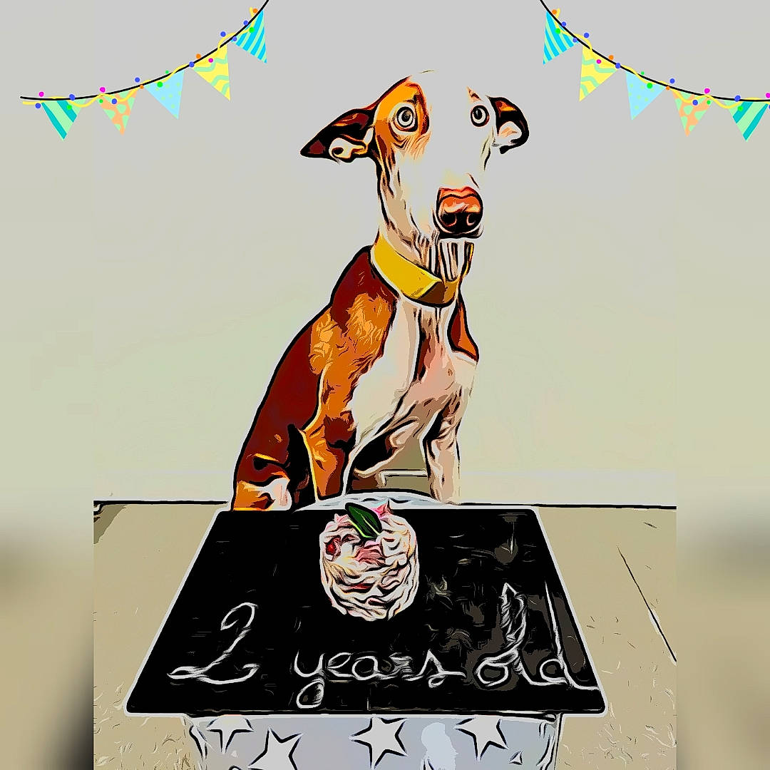 Isis participe au concours pour gagner de l'argent avec cette photo : advertising, art, canidae, carnivore, companion_dog, dog, dog_breed, dog_supply, drink, font, graphics, illustration, logo, painting, poster, rectangle, sleeve, sporting_group, terrestrial_animal, working_animal