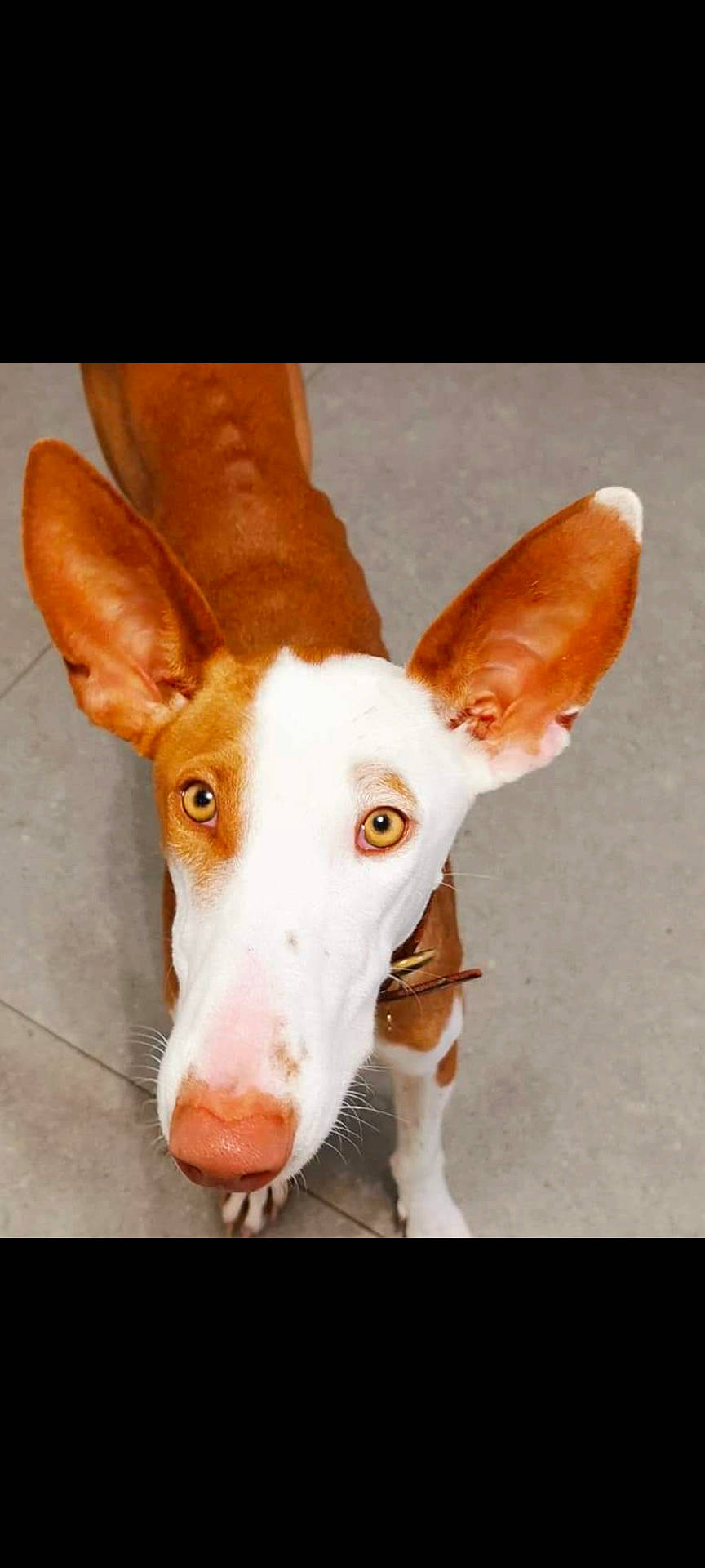 Isis a rejoint le concours — aidez-le/la à gagner de superbes lots ! ancient_dog_breeds, canidae, carnivore, companion_dog, dog, dog_breed, dog_supply, ear, fawn, fur, head, liver, paw, snout, sporting_group, tail, terrestrial_animal, whiskers, wood, working_animal