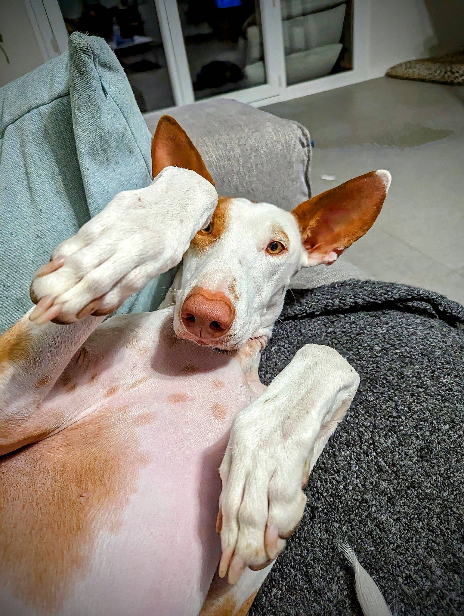 Isis participe au concours pour gagner de l'argent avec cette photo : bovine, canidae, comfort, companion_dog, dog_breed, ear, fawn, flesh, fur, gesture, human_leg, jaw, livestock, nail, snout, sporting_group, terrestrial_animal, whiskers, working_animal, wrist